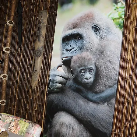 Роскошный шатер Neushoorn En Gorilla Wilsum